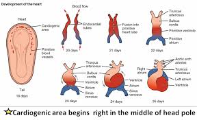 Course Image INTRODUCTION TO EMBRYOLOGY