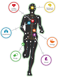 Course Image HUMAN PHYSIOLOGY I