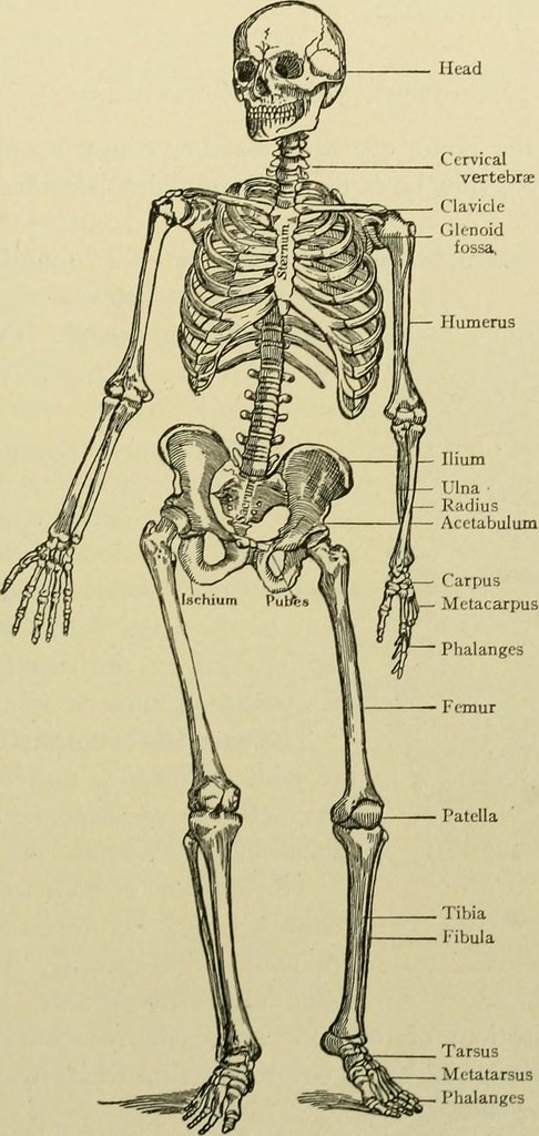 Course Image Human Anatomy